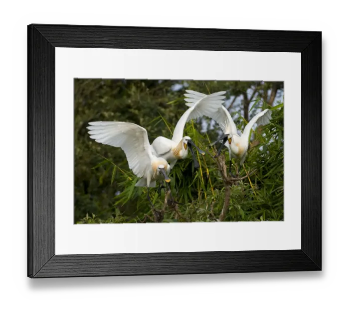 Framed Print : Eurasian Spoonbill / White Spoonbill (Platalea leucorodia) in courtship display. Balz Framed Print : Eurasian Spoonbill / White Spoonbill (Platalea leucorodia) in courtship display. Balz