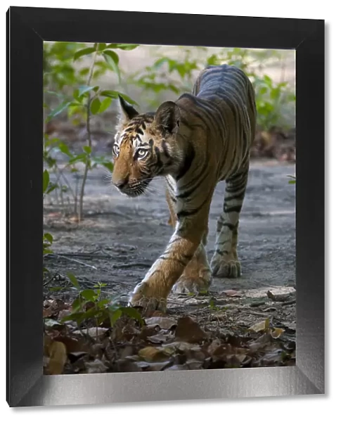 Tiger (Panthera tigris) cub walking. Bandhavgarh National Park, India. Crop of 1487925