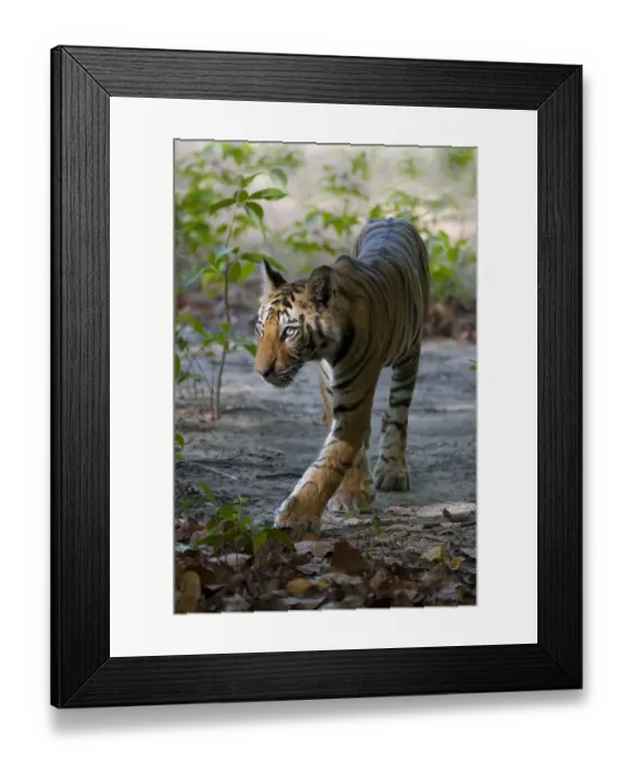 Framed Print : Tiger (Panthera tigris) cub walking. Bandhavgarh National Park, India. Crop of 1487925 Framed Print : Tiger (Panthera tigris) cub walking. Bandhavgarh National Park, India. Crop of 1487925