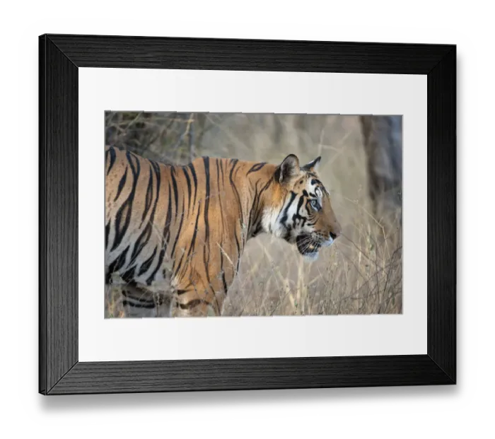 Framed Print : Tiger (Panthera tigris) male in profile. Bandhavgarh National Park, India Framed Print : Tiger (Panthera tigris) male in profile. Bandhavgarh National Park, India