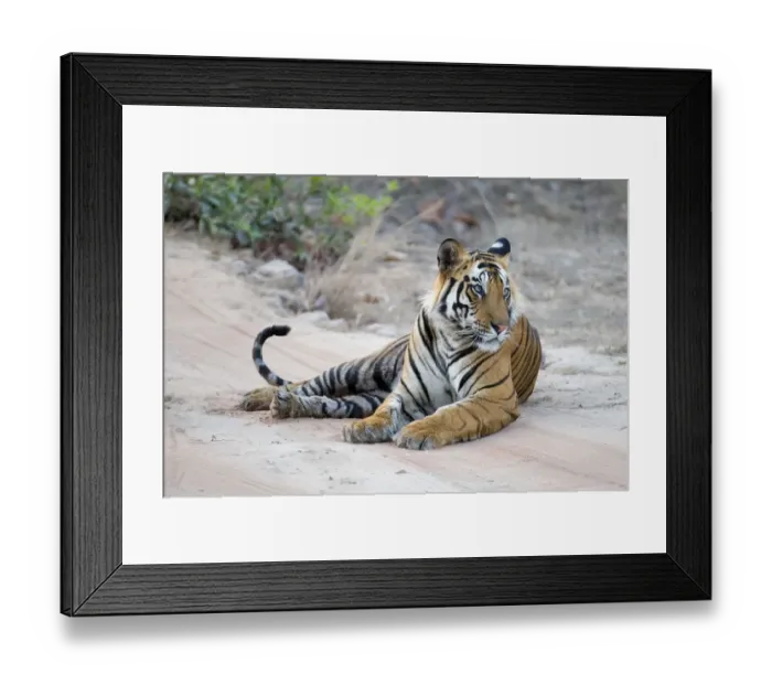 Framed Print : Tiger (Panthera tigris) male resting on road. Bandhavgarh National Park, India