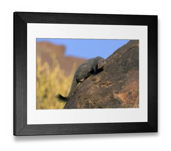 Framed Print : Ruddy Mongoose (Herpestes smithii) on a rock. Karnataka, India Framed Print : Ruddy Mongoose (Herpestes smithii) on a rock. Karnataka, India