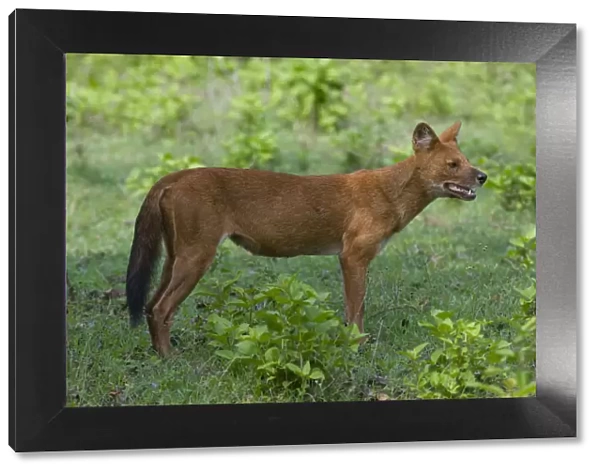Dhole  /  Asiatic Wild Dog (Cuon alpinus). Karnataka, India