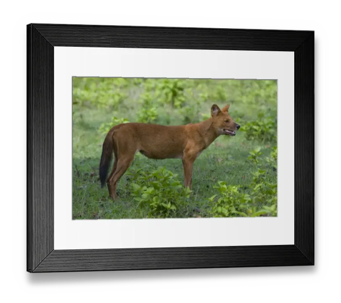 Framed Print : Dhole / Asiatic Wild Dog (Cuon alpinus). Karnataka, India Framed Print : Dhole / Asiatic Wild Dog (Cuon alpinus). Karnataka, India