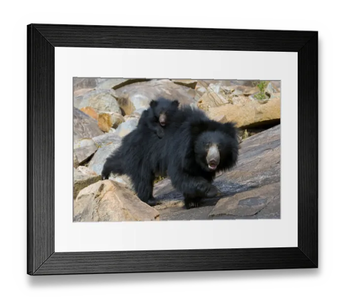 Framed Print : Sloth Bear (Melursus ursinus) mother with cub riding on her back. Karnataka, India, April Framed Print : Sloth Bear (Melursus ursinus) mother with cub riding on her back. Karnataka, India, April