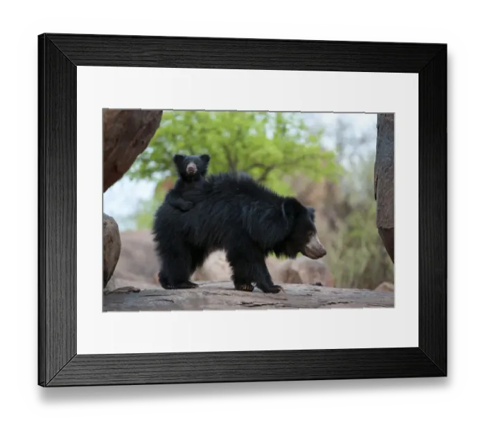 Framed Print : Sloth Bear (Melursus ursinus) mother with cub riding on her back. Karnataka, India, April Framed Print : Sloth Bear (Melursus ursinus) mother with cub riding on her back. Karnataka, India, April