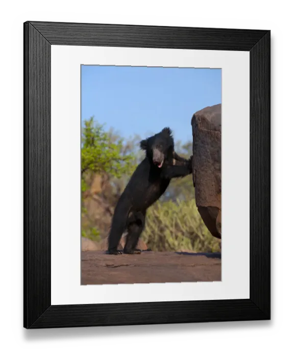Framed Print : Portrait of a young adult male Sloth Bear (Melursus ursinus) standing on hind legs by a rock