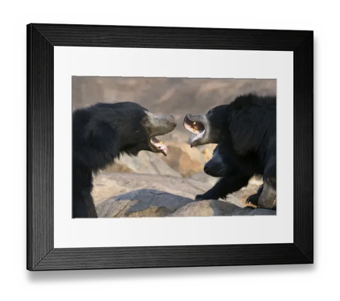 Framed Print : Sloth Bear (Melursus ursinus) female with large cubs (on right) trying to fight off rogue male Framed Print : Sloth Bear (Melursus ursinus) female with large cubs (on right) trying to fight off rogue male