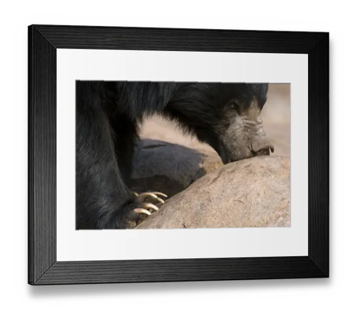 Framed Print : Sloth Bear (Melursus ursinus) foraging on rocks. Karnataka, India, March Framed Print : Sloth Bear (Melursus ursinus) foraging on rocks. Karnataka, India, March