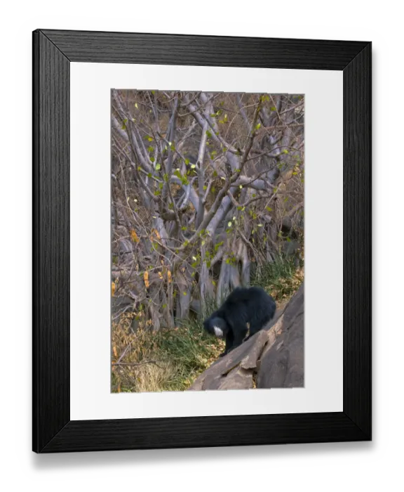Framed Print : Sloth Bear (Melursus ursinus) under a fig tree. Karnataka, India, March Framed Print : Sloth Bear (Melursus ursinus) under a fig tree. Karnataka, India, March