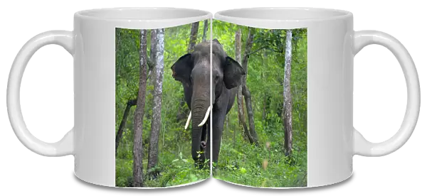 Asian Elephant (Elephas maximus) male, India