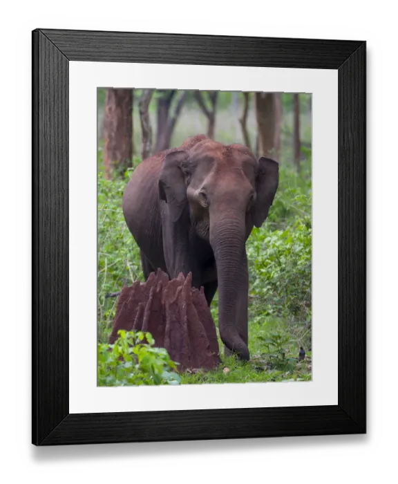 Framed Print : Asian Elephant (Elephas maximus) femalenext to termite mound in forest, Nagarhole National Park Framed Print : Asian Elephant (Elephas maximus) femalenext to termite mound in forest, Nagarhole National Park