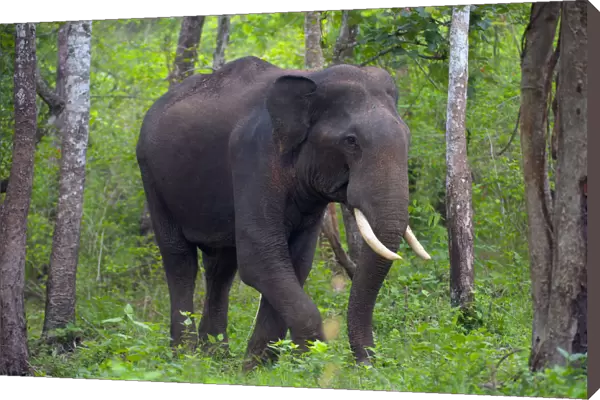 Asian Elephant (Elephas maximus) male, walking through forest, South India