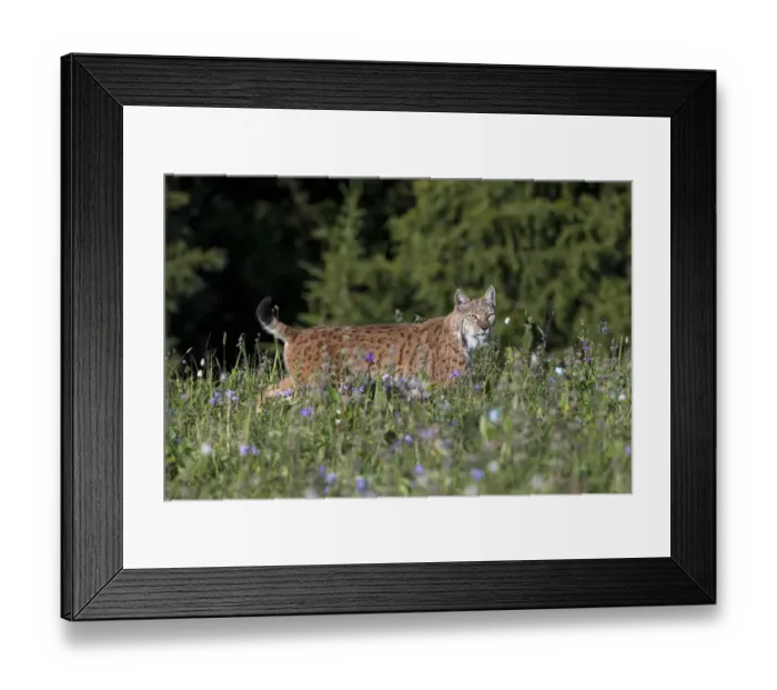 Framed Print : Turkestan Lynx (Lynx lynx isabellinus) Naryn Zapovednik, Naryn River valley, Tian Framed Print : Turkestan Lynx (Lynx lynx isabellinus) Naryn Zapovednik, Naryn River valley, Tian