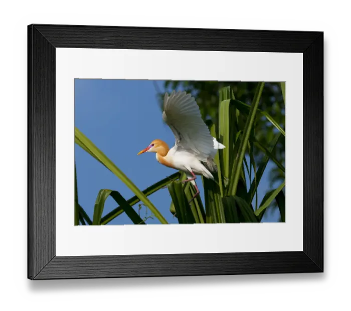 Framed Print : Cattle Egret (Bubulcus ibis) in breeding plumage, balancing on palm leaf, India Framed Print : Cattle Egret (Bubulcus ibis) in breeding plumage, balancing on palm leaf, India