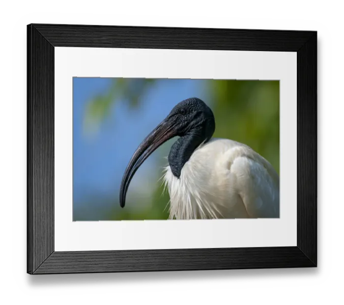 Framed Print : Black-headed Ibis / Oriental Ibis (Threskiornis melanocephalus), Karnataka, India Framed Print : Black-headed Ibis / Oriental Ibis (Threskiornis melanocephalus), Karnataka, India