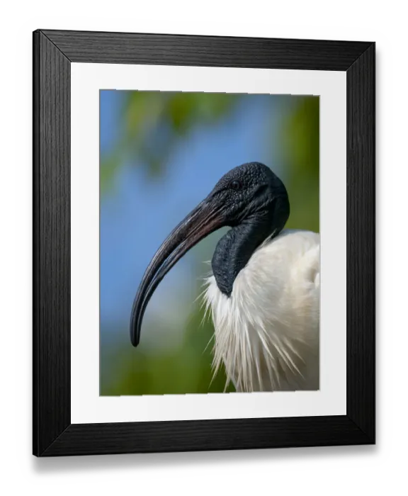 Framed Print : Black-headed Ibis / Oriental Ibis (Threskiornis melanocephalus), Karnataka, India Framed Print : Black-headed Ibis / Oriental Ibis (Threskiornis melanocephalus), Karnataka, India