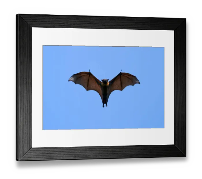 Framed Print : Indian Flying Fox (Pteropus giganteus), flying, India Framed Print : Indian Flying Fox (Pteropus giganteus), flying, India