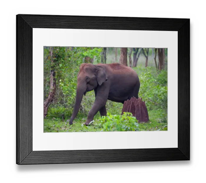 Framed Print : Asian Elephant (Elephas maximus) female walking past termite mound in forest, Nagarhole Framed Print : Asian Elephant (Elephas maximus) female walking past termite mound in forest, Nagarhole