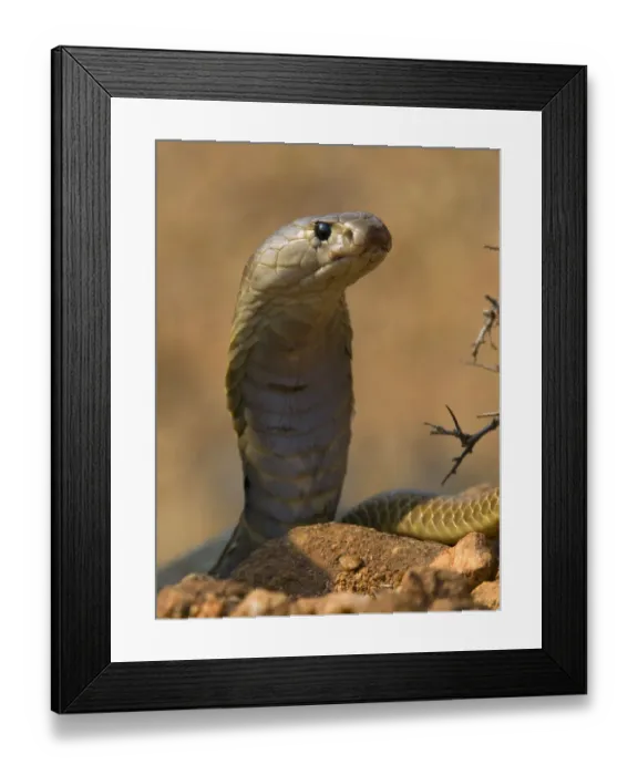 Framed Print : Indian Cobra or Spectacled Cobra (Naja naja), Karnataka, India Framed Print : Indian Cobra or Spectacled Cobra (Naja naja), Karnataka, India