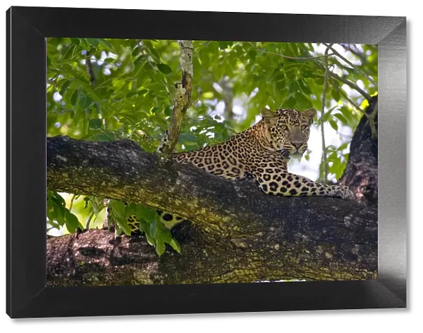 Indian Leopard (Panthera pardus fusca), subspecies from Asia, male resting on tree