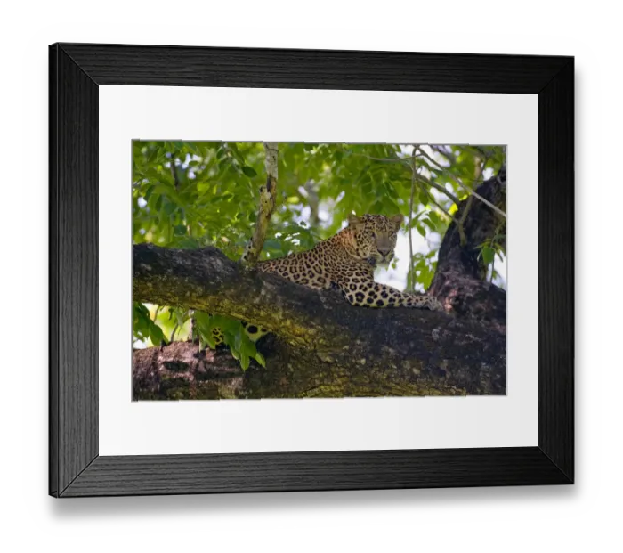 Framed Print : Indian Leopard (Panthera pardus fusca), subspecies from Asia, male resting on tree Framed Print : Indian Leopard (Panthera pardus fusca), subspecies from Asia, male resting on tree