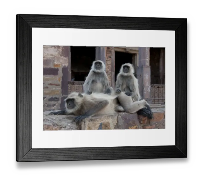 Framed Print : Hanuman Langur or Common Langur (Semnopithecus / Presbytis entellus), in temple ruins Framed Print : Hanuman Langur or Common Langur (Semnopithecus / Presbytis entellus), in temple ruins