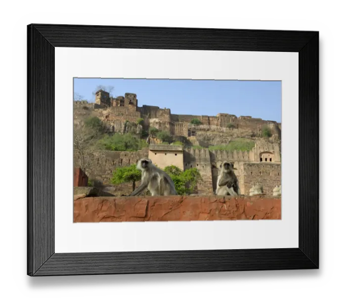 Framed Print : Hanuman Langur or Common Langur (Semnopithecus / Presbytis entellus), in front of Ranthambhore Fort Framed Print : Hanuman Langur or Common Langur (Semnopithecus / Presbytis entellus), in front of Ranthambhore Fort