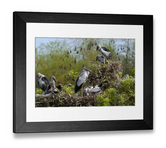 Framed Print : Asian Open-bill Stork (Anastomus oscitans), adults and young birds at colony, with Framed Print : Asian Open-bill Stork (Anastomus oscitans), adults and young birds at colony, with
