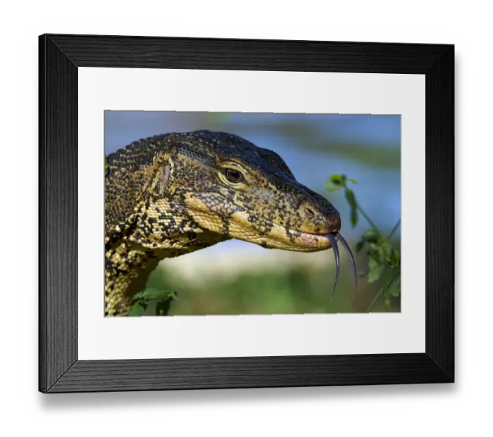 Framed Print : Water monitor (Varanus salvator), portrait, flicking tongue, Thailand Framed Print : Water monitor (Varanus salvator), portrait, flicking tongue, Thailand