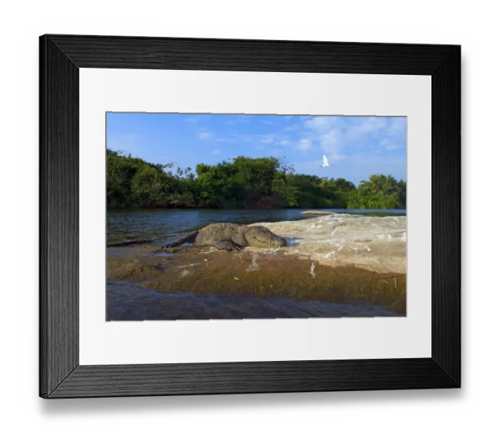 Framed Print : Marsh Crocodile Mugger (Crocodylus palustris), with Eurasian Spoonbill (Platalea Framed Print : Marsh Crocodile Mugger (Crocodylus palustris), with Eurasian Spoonbill (Platalea