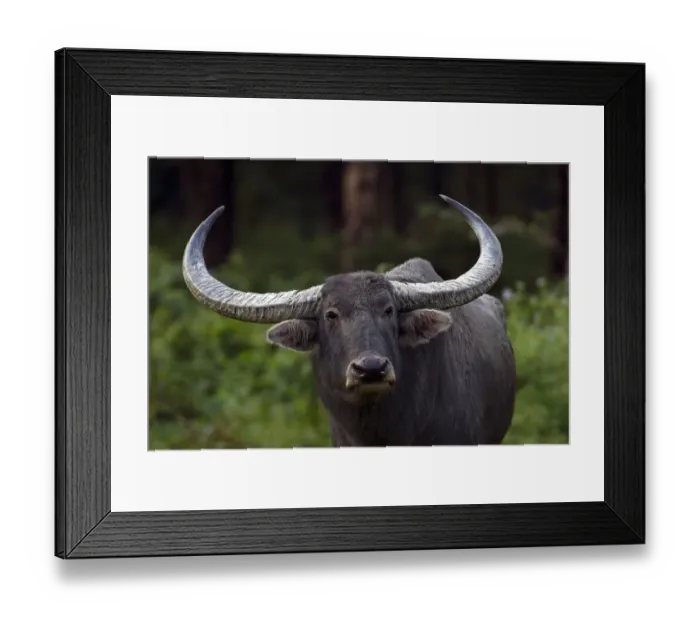 Framed Print : Asiatic Wild Water Buffalo (Bubalus arnee), Royal Manas National Park, Bhutan Framed Print : Asiatic Wild Water Buffalo (Bubalus arnee), Royal Manas National Park, Bhutan