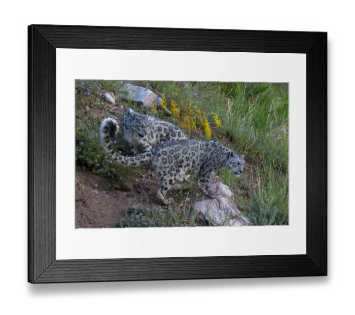 Framed Print : Snow leopard (Panthera uncia) Tian Shan / Celestial Mountains, Kyrgyzstan, captive Framed Print : Snow leopard (Panthera uncia) Tian Shan / Celestial Mountains, Kyrgyzstan, captive