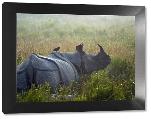 Indian rhinoceros (Rhinoceros unicornis) with Jungle myna (Acridotheres fuscus) riding on its back
