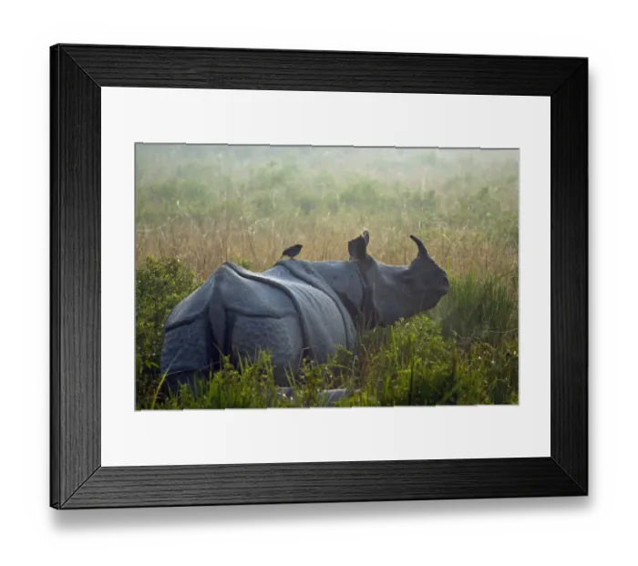 Framed Print : Indian rhinoceros (Rhinoceros unicornis) with Jungle myna (Acridotheres fuscus) riding on its back Framed Print : Indian rhinoceros (Rhinoceros unicornis) with Jungle myna (Acridotheres fuscus) riding on its back