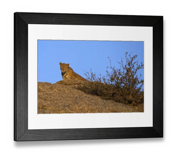 Framed Print : Leopard (Panthera pardus fusca), watching from rock, Rajasthan, India Framed Print : Leopard (Panthera pardus fusca), watching from rock, Rajasthan, India