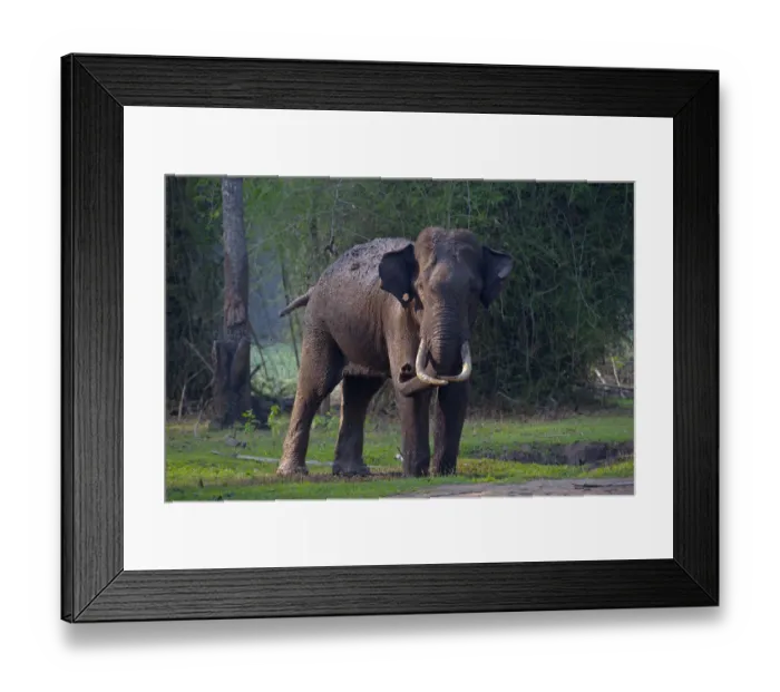 Framed Print : Asian elephant (Elephas maximus), wild male taking mud-bath, Nagarhole National Park Framed Print : Asian elephant (Elephas maximus), wild male taking mud-bath, Nagarhole National Park