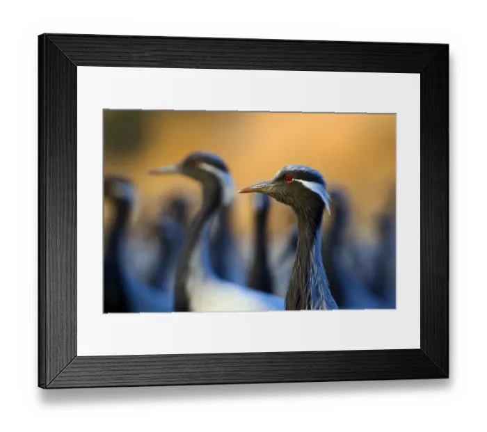 Framed Print : Demoiselle cranes (Anthropoides virgo) flock, India Framed Print : Demoiselle cranes (Anthropoides virgo) flock, India