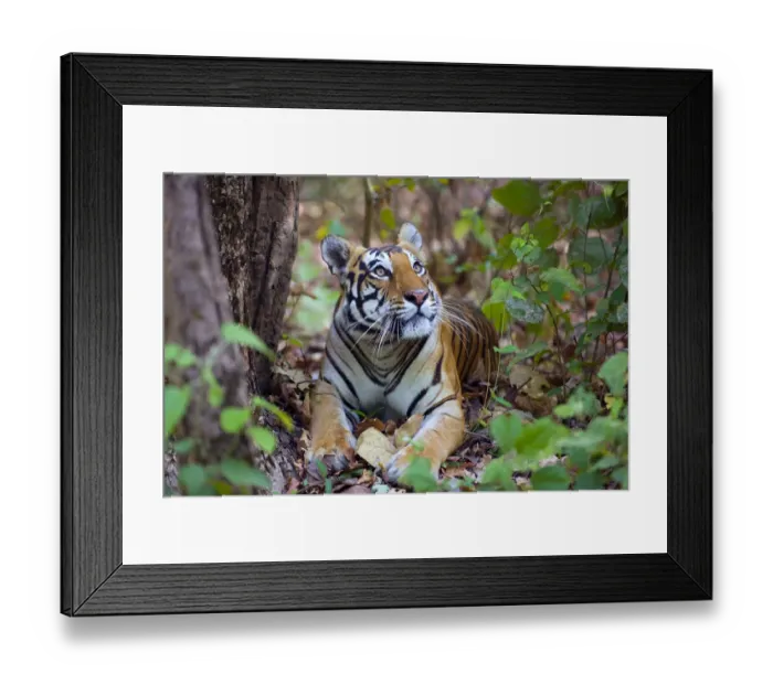 Framed Print : Bengal tiger (Panthera tigris tigris), female resting and looking up Kanha National Park Framed Print : Bengal tiger (Panthera tigris tigris), female resting and looking up Kanha National Park