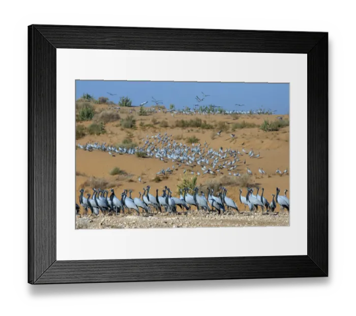 Framed Print : Demoiselle cranes (Anthropoides virgo) at wintering site, Thar desert, on sand dune Framed Print : Demoiselle cranes (Anthropoides virgo) at wintering site, Thar desert, on sand dune