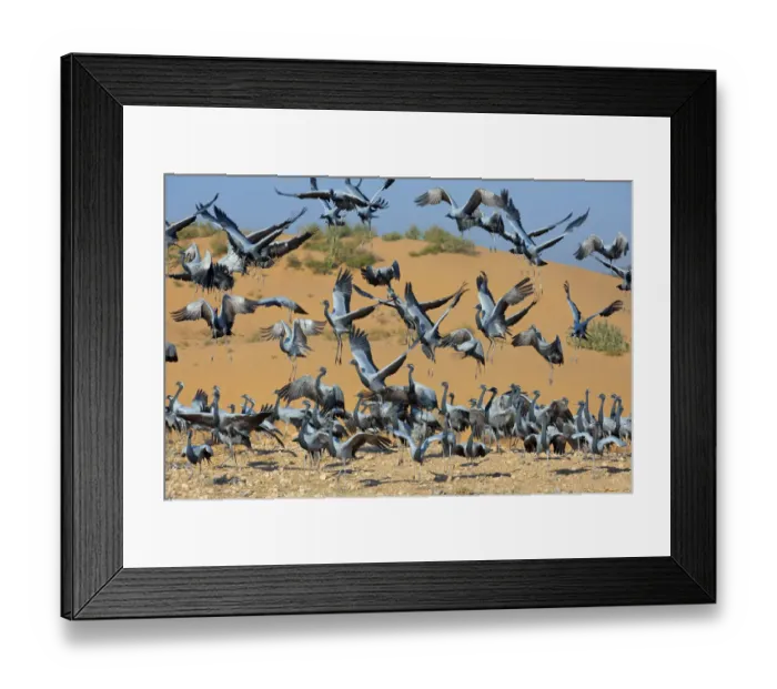 Framed Print : Demoiselle cranes (Anthropoides virgo) landing at wintering site, Thar desert, Rajasthan