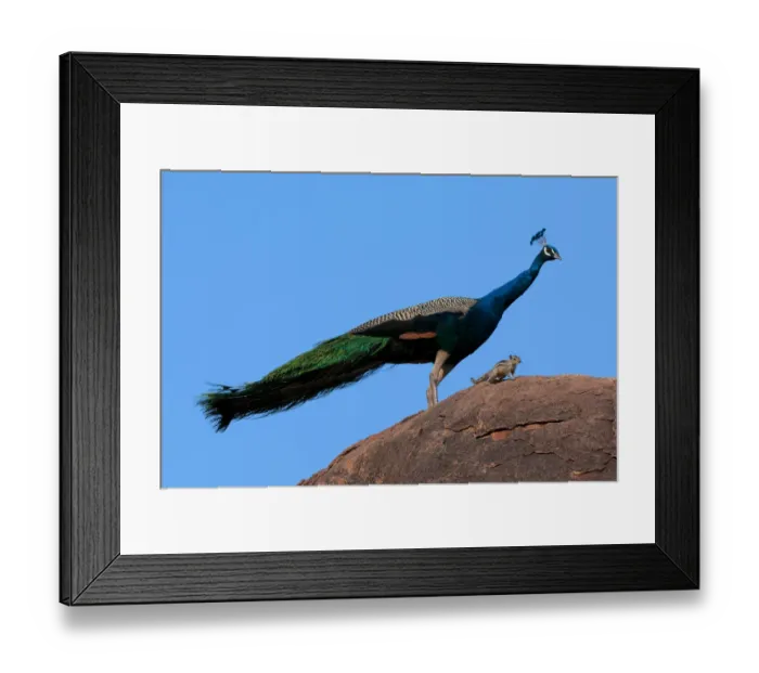 Framed Print : Peacock (Pavo cristatus) on rock with Palm Squirrel (Funambulus sp) India Framed Print : Peacock (Pavo cristatus) on rock with Palm Squirrel (Funambulus sp) India