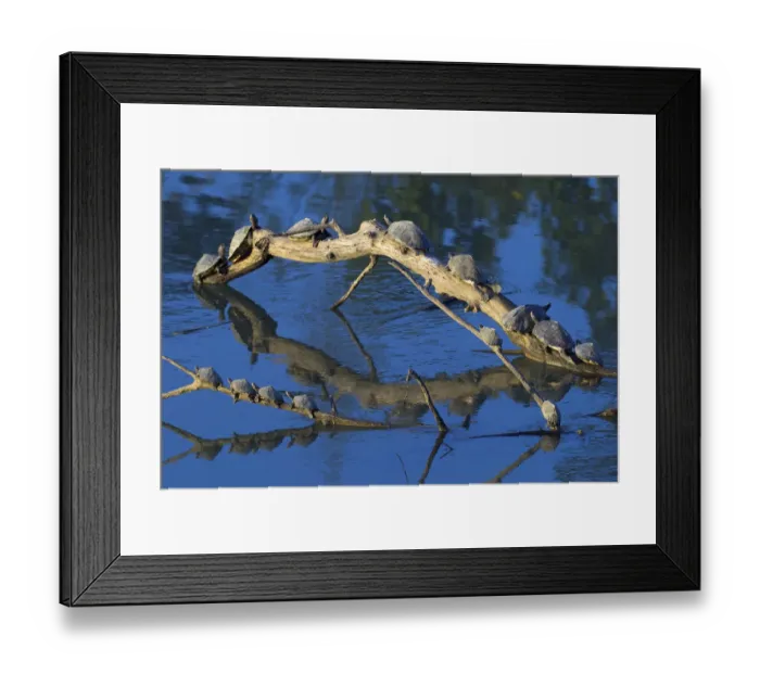 Framed Print : Assam roofed turtle (Kachuga sylhetensis) fourteen basking on log, Kaziranga National Park Framed Print : Assam roofed turtle (Kachuga sylhetensis) fourteen basking on log, Kaziranga National Park