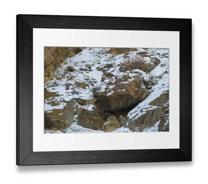 Framed Print : Wild Snow leopard (Panthera uncia), in habitat, Hemis National Park, Himalayas, Ladakh Framed Print : Wild Snow leopard (Panthera uncia), in habitat, Hemis National Park, Himalayas, Ladakh