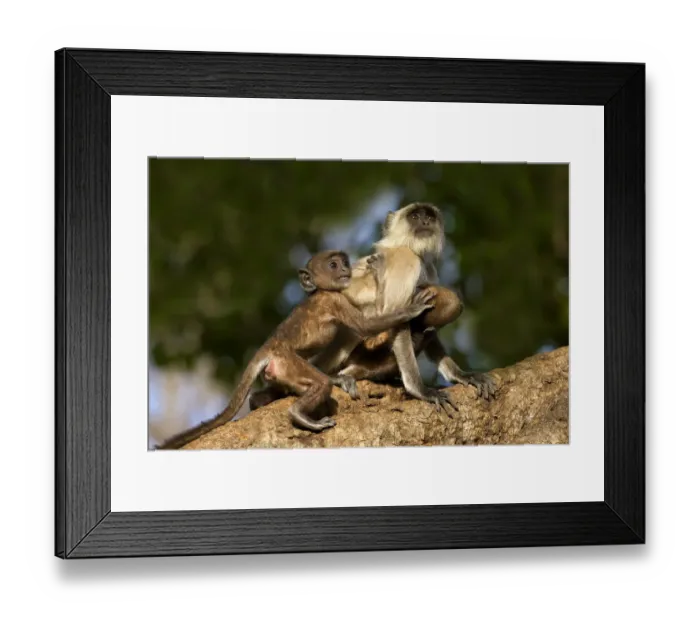 Framed Print : Hanuman Langur or Common Langur (Semnopithecus / Presbytis entellus), female with Framed Print : Hanuman Langur or Common Langur (Semnopithecus / Presbytis entellus), female with