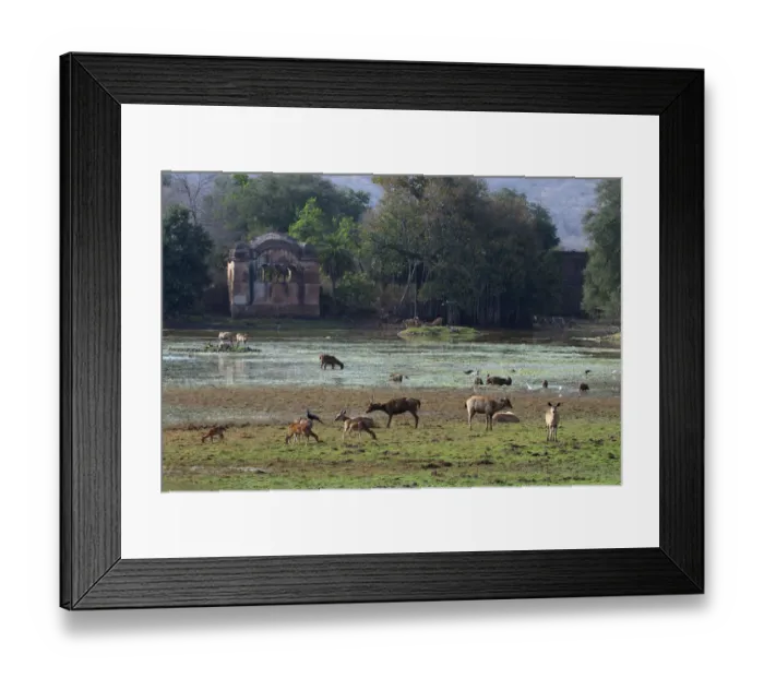 Framed Print : Sambar deer (Cervus unicolor), Spotted deer (Axis axis), Wild boar (Sus scrofa)