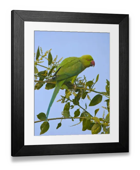 Framed Print : Rose-ringed parakeet (Psittacula krameri), female feeding, Rajasthan, India Framed Print : Rose-ringed parakeet (Psittacula krameri), female feeding, Rajasthan, India