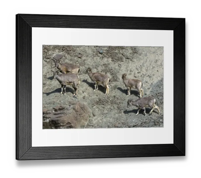 Framed Print : Greater blue sheep (Pseudois nayaur), herd on mountain slope, important prey for snow leopards Framed Print : Greater blue sheep (Pseudois nayaur), herd on mountain slope, important prey for snow leopards