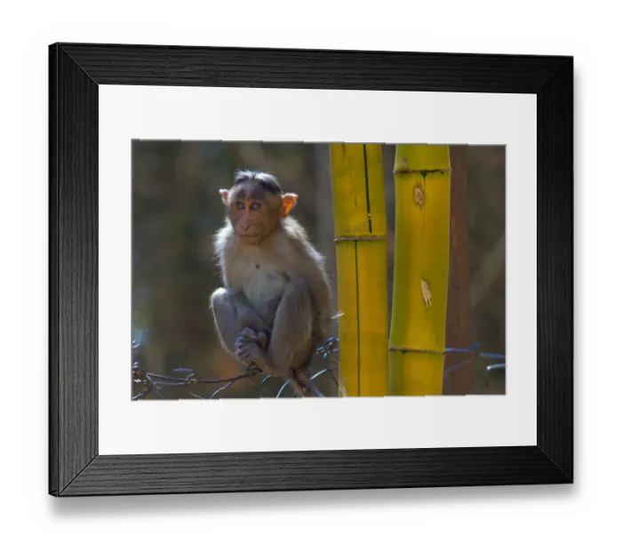 Framed Print : Bonnet macaque (Macaca radiata), young animal on fence, Karnataka, India Framed Print : Bonnet macaque (Macaca radiata), young animal on fence, Karnataka, India