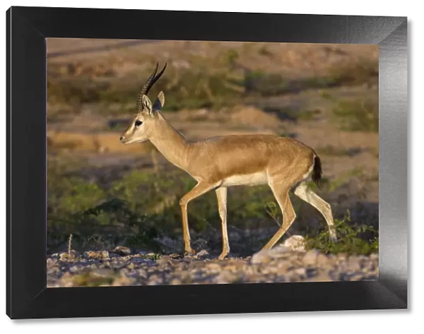 Indian gazelle or Chinkara, (Gazella bennettii), male, Thar desert, Rajasthan, India
